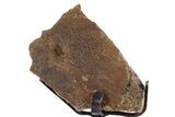 Dinosaur (Triceratops) Frill Shield Section - South Dakota #340075-2